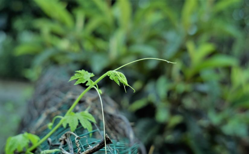 密码保护：写给自己的事儿